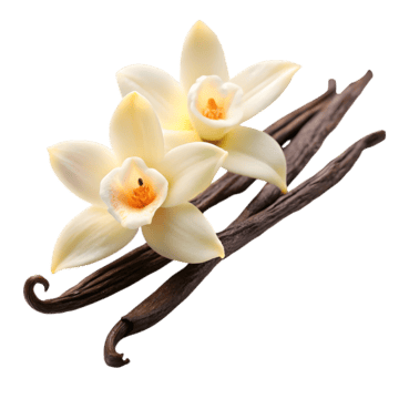 Vanilla